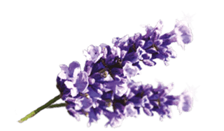 Air Wick Lavender Fragrances